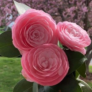 Meet your Posher, Nazanin